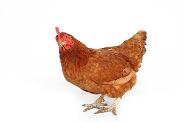 chicken isolated on white background 