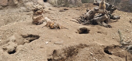 troop of meercat in a zoo exhibit