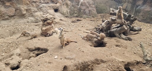 troop of meercat in a zoo exhibit