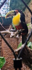 Ramphastos dicolorus, commonly known as the Red-breasted Toucan or Green-billed Toucan, is a vibrant bird species native to the Atlantic Forest of South America, particularly in Brazil, Paraguay, and 