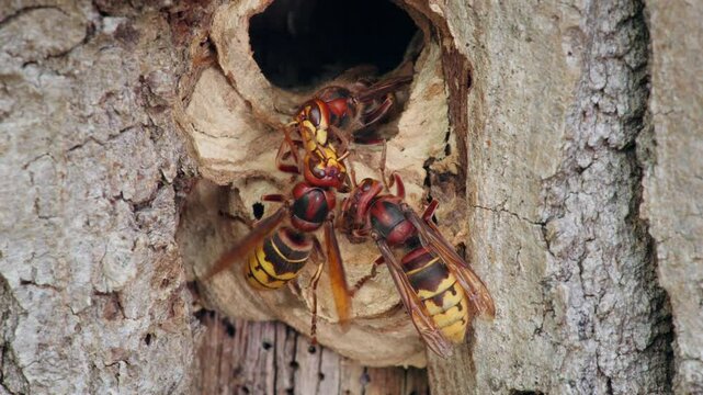 European hornet (Vespa crabro) feeding trophallaxis
