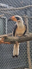 Tockus deckeni, commonly known as Decken's Hornbill, is a medium-sized bird native to the dry...