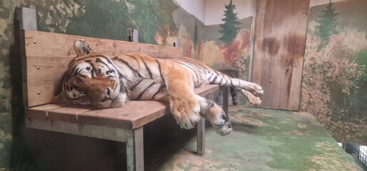 sleeping Tiger in zoo panthera tigris
large feline predator