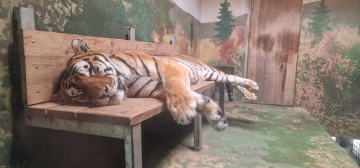 sleeping Tiger in zoo panthera tigris
large feline predator