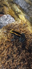 Golfodulcean poison frog or Golfodulcean poison-arrow frog (Phyllobates vittatus) is a species of frog in the family Dendrobatidae endemic to Costa Rica