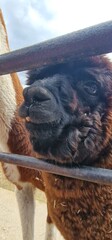 alpaca ina  zoo exhibit