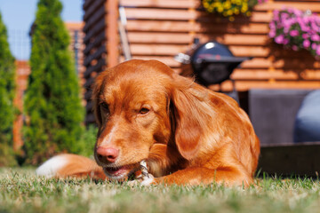 Nova Scotia Duck Tolling Retriever dog eating snack in the garden