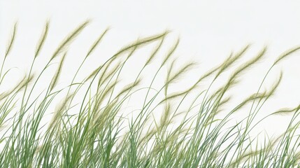 Fototapeta premium A close-up of wild grass with seed heads swaying in the breeze, each blade full of detailed textures.