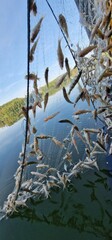 removing gillnets full of juvenile fish