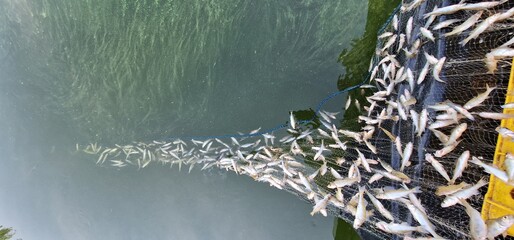 removing gillnets full of juvenile fish