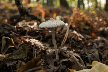 mushroom in the forest- macrolepiota procera 