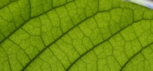 Close look on leaf green net. close look on leaf of avocado