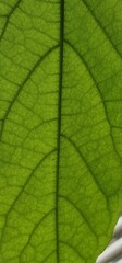 Close look on leaf green net. close look on leaf of avocado
