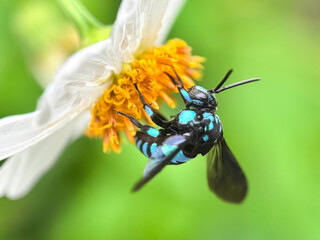 Close up of bees sucking flower nectar, the neon cuckoo bee (Thyreus)