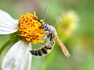Close up of wasps sucking flower nectar, scoliid wasp (Scoliidae)