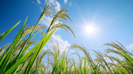 Naklejka premium Paddy rice field before harvest with blue sky background.