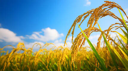 Paddy rice field before harvest with blue sky background.