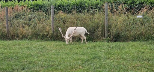 Fototapeta premium low-coloration Dama dama might have a less pronounced contrast between its coat and spots, appearing in more subdued shades, blending well into its natural surroundings.