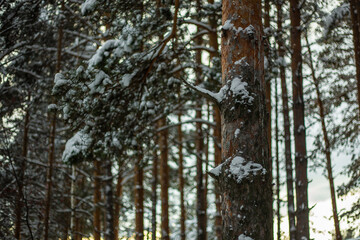 Frosty December frost on vegetation and trees, at -30 degrees Celsius. Late 2023.