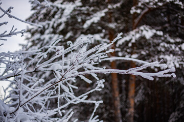Frosty December frost on vegetation and trees, at -30 degrees Celsius. Late 2023.