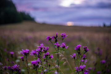 Obraz premium Thistle blossoms in a field on the outskirts of the city of Kushva. July 2024.