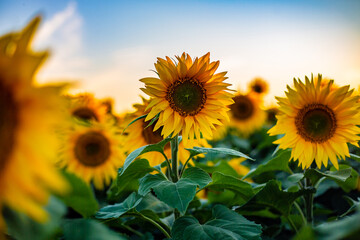 Obraz premium Sunflower in the steppes of Kazakhstan, Kostanay region, August 2024.
