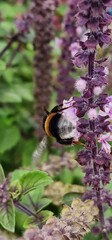 bumblebee on a flower close up