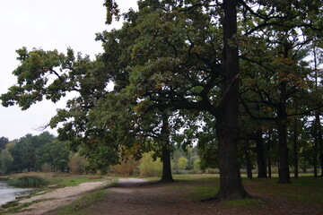 trees in the park