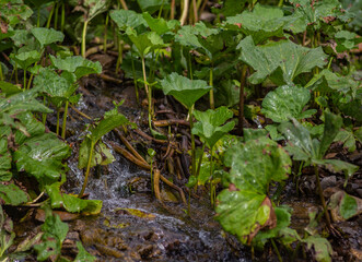 Picturesque nature of the Urals