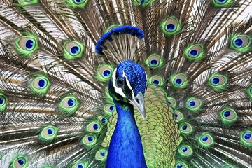 Obraz premium beautiful peacock head with a tuft close-up