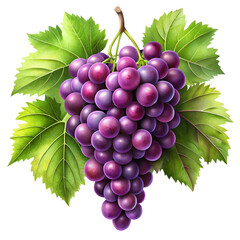 Fototapeta premium Grapes photos Bunch of grapes with leaf white background. 