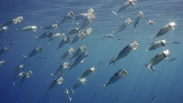 Shoal of Striped mackerel or Indian mackerel (Rastrelliger kanagurta) and other fish swimming and feeding for plankton in blue ocean on bright sunbeams in sunny day, Slow motion