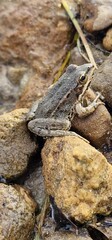 The marsh frog (Pelophylax ridibundus) is a species of water frog native to Europe