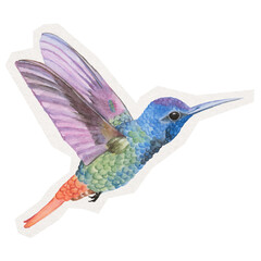 Obraz premium Hummingbird, animal png digital sticker, collage element in transparent background