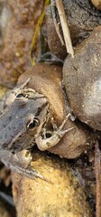The marsh frog (Pelophylax ridibundus) is a species of water frog native to Europe