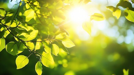 Sunlit Green Leaves with Natural Light Effects