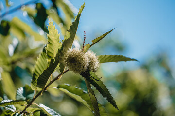 Close-Up of Chestnut in Spiky Shell During Autumn Season