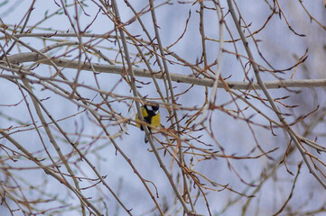 Yellow-breasted Tits