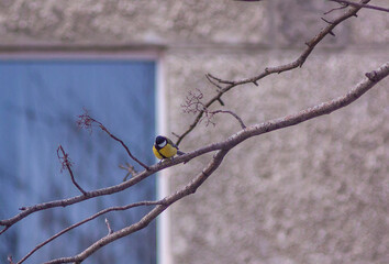 Yellow-breasted Tits