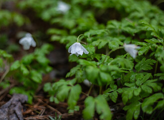 Snowdrops - the first spring flowers in the vicinity of Nizhny Tagil. April 2024.