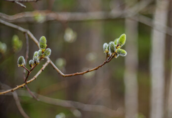 Blooming willow in the Urals.