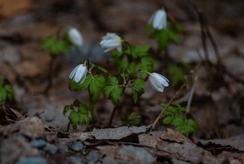 Snowdrops - the first spring flowers in the vicinity of Nizhny Tagil. April 2024.