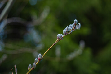 Blooming willow in the Urals. © Roma Mashinist