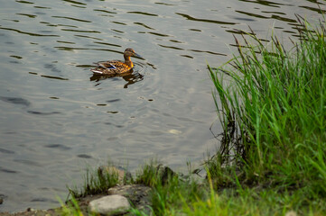 A duck swims near the grassy shore late in the evening.