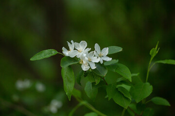 Spring vegetation and revitalization of nature