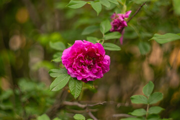 Chinese rose (Rosehip)
