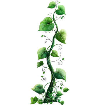 Fresh Green Beanstalk on White Background Transparent Background