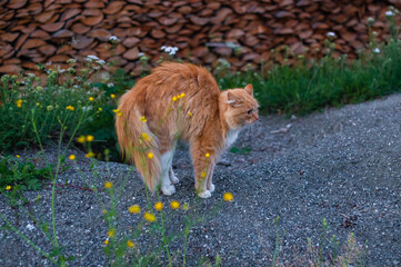 A scared ginger cat near a private house in a village.