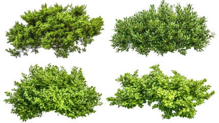 Fototapeta premium Lush Green Garden Bushes on a Transparent Background Generative AI