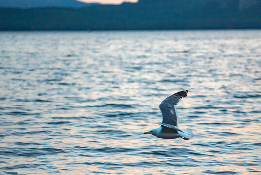 Seagulls on Lake Borovoe in Burabay, Kazakhstan (suburb of Shchuchinsk, Kokshetau). August, 2024.